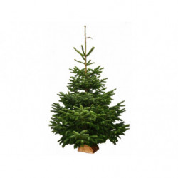 Nordmann coupé Classic 175-200