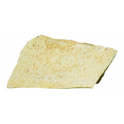 LAMBRIS SAPIN BRUT BLANCHI...